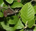 Alnus serrulata